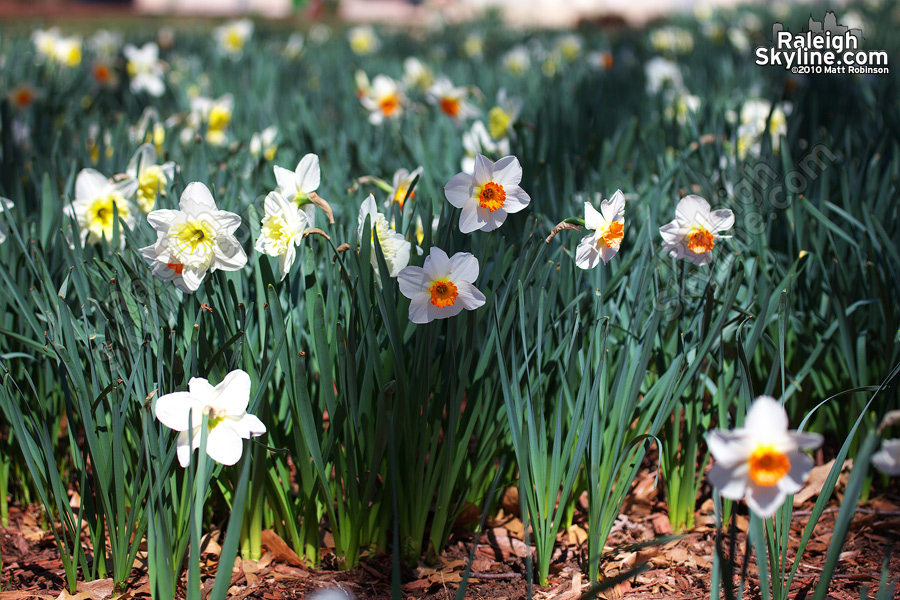 Various Daffodils