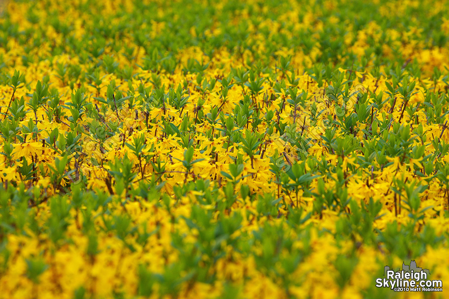 Yellow forsythia bush with some green leaves