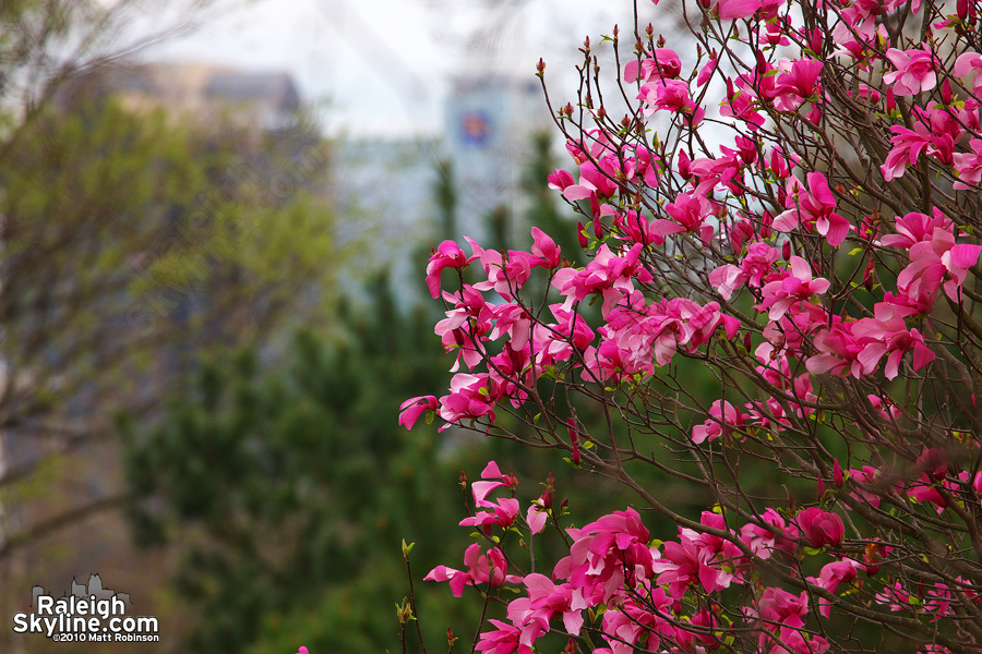 Pink flowering dogwood in Fletcher Park