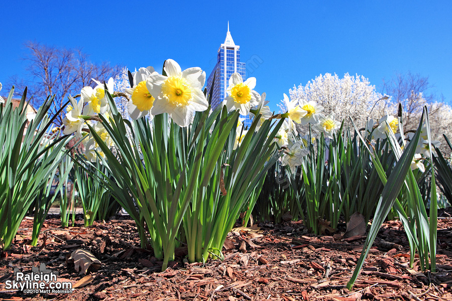 Daffodils in Nash square