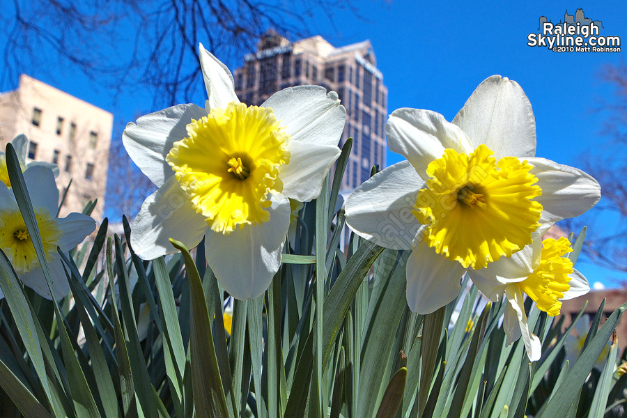 Daffodils in your face