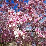 White and pink flowering blooms