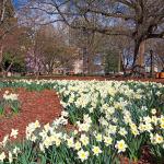 Blooming Daffodils