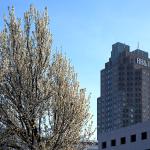 Blooming Bradford Pear tree with Two Hannover Square