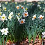 Various Daffodils