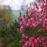 Pink flowering dogwood in Fletcher Park