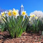 Daffodils in Nash square