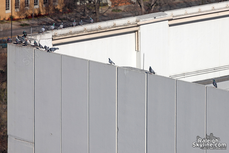 Pigeons discuss the proposed Public Saftey Center on the edge of One Progress Plaza