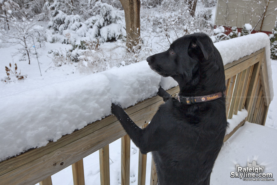 Beau discovers her backyard covered in snow