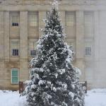 Capitol Christmas tree