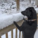 Beau discovers her backyard covered in snow