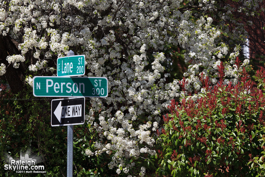 Bradford Pear blooms at Person and Lane Street