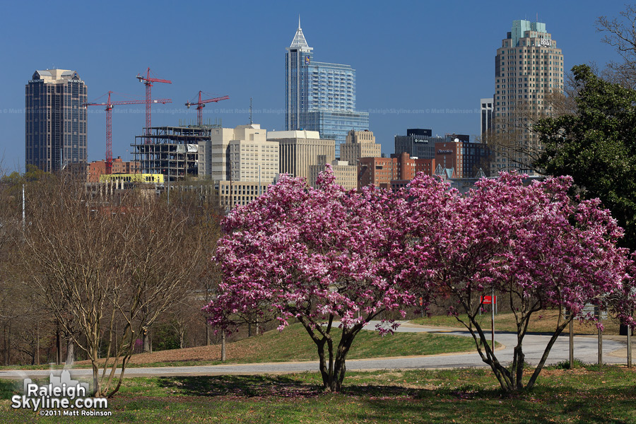 Pink tree blooms and downtown Raleigh