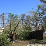 Snapped trees from April 16, 2011 Tornado that hit Raleigh, NC