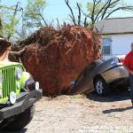 Uprooted tree