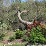 The tree root diameter is about 10 feet