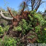 Tree damage