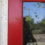 Leaves plastered on my front door