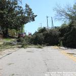 Downed trees on Maywood Ave