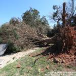 Damaged tree on Maywood