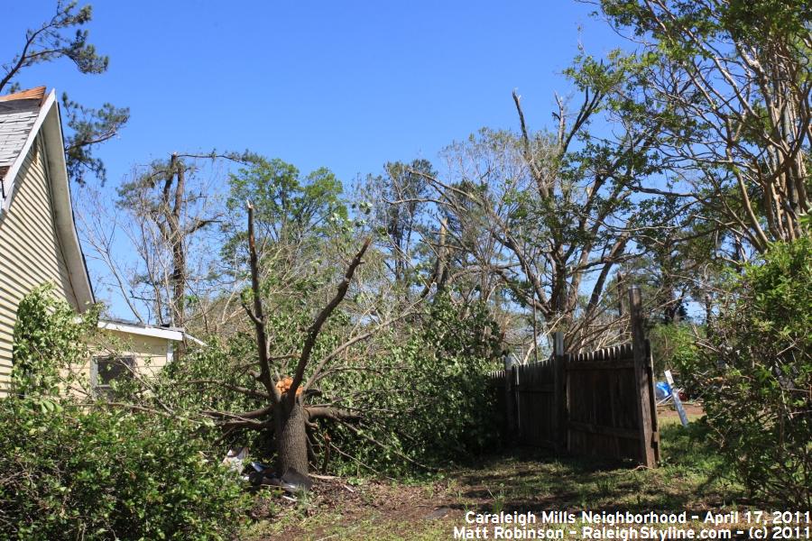 Snapped trees from April 16, 2011 Tornado that hit Raleigh, NC