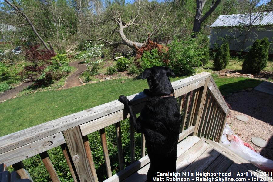 Beau surveys my back yard (recall snow picture from last year)