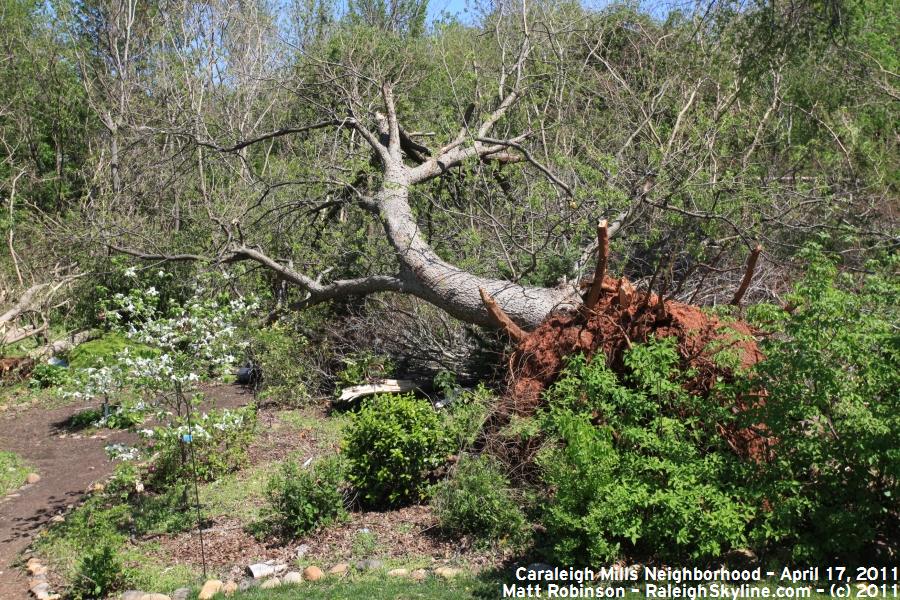 The tree root diameter is about 10 feet