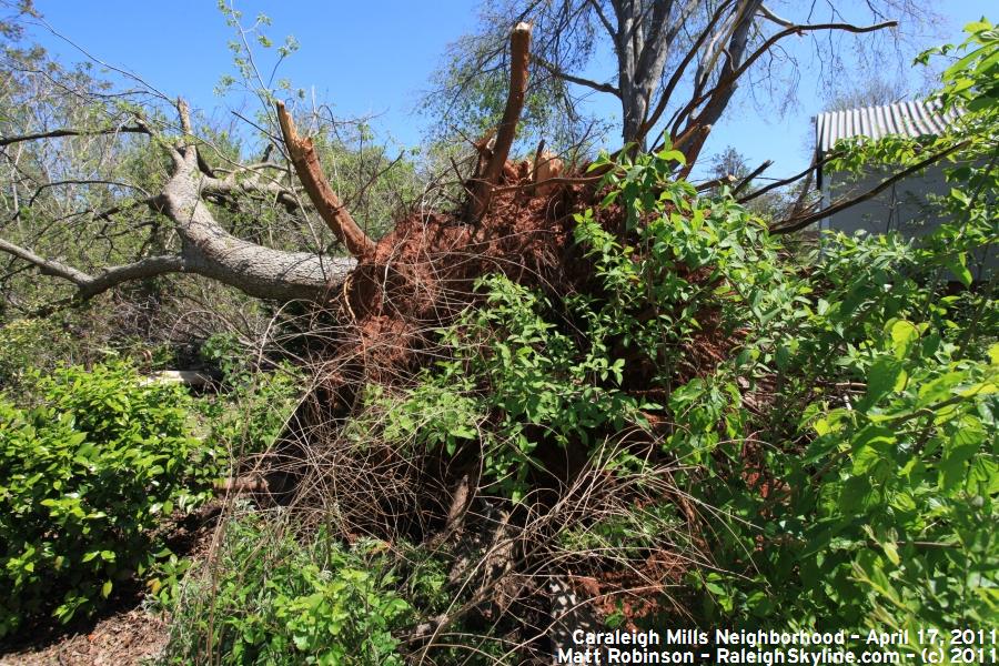 Tree damage