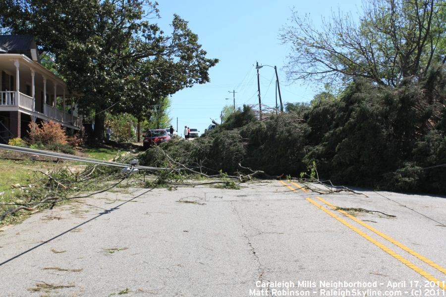 Downed trees on Maywood Ave