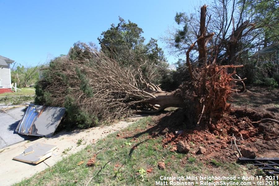 Damaged tree on Maywood