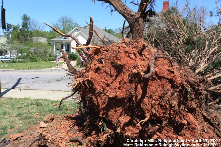 Uprooted tree across from my house