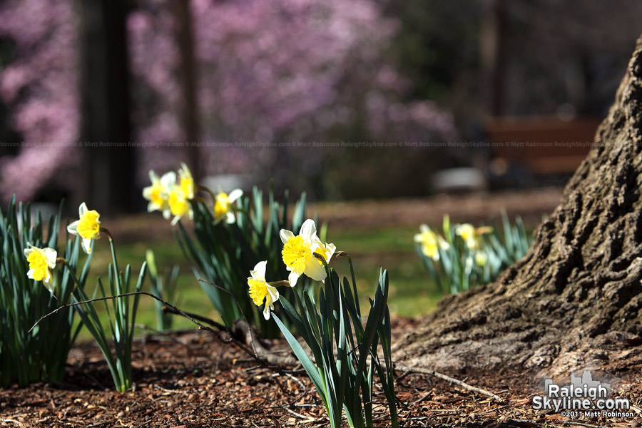 Early spring daffodils in Nash Square 