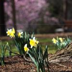 Early spring daffodils in Nash Square 