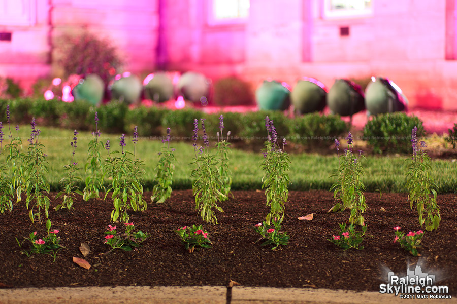 Flowers at the Pink-lit NC Capitol