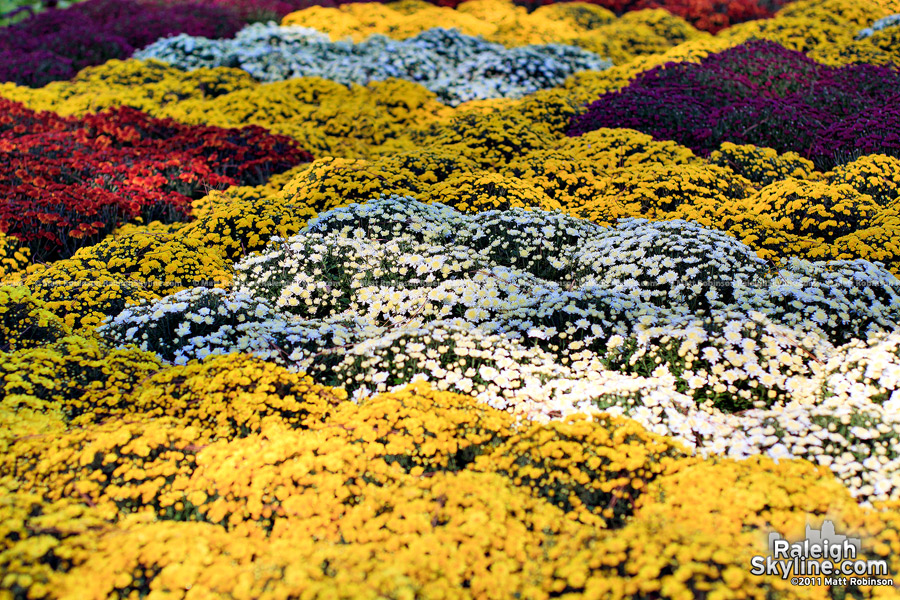 Colorful mums at the NC State fair