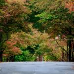 Early fall colors in Raleigh's Mordecai neighborhood