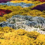 Colorful mums at the NC State fair