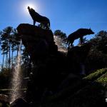 NC State Wolfpack Statue and fountain at Carter Finley Stadium