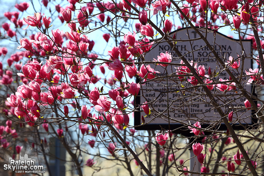 Spring in Raleigh