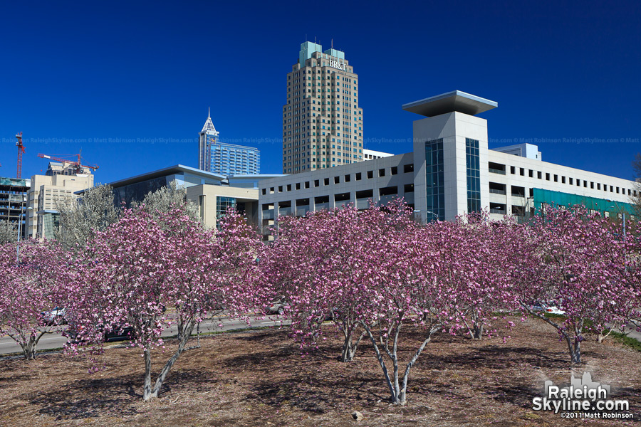 Saucer Magnolias with the Raleigh skyline and convention center