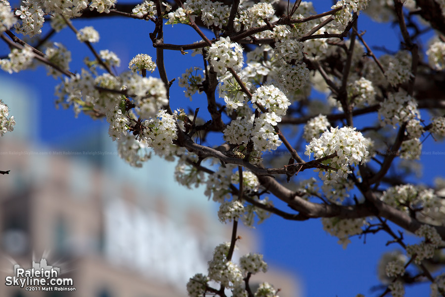 Bradford Pear bloom