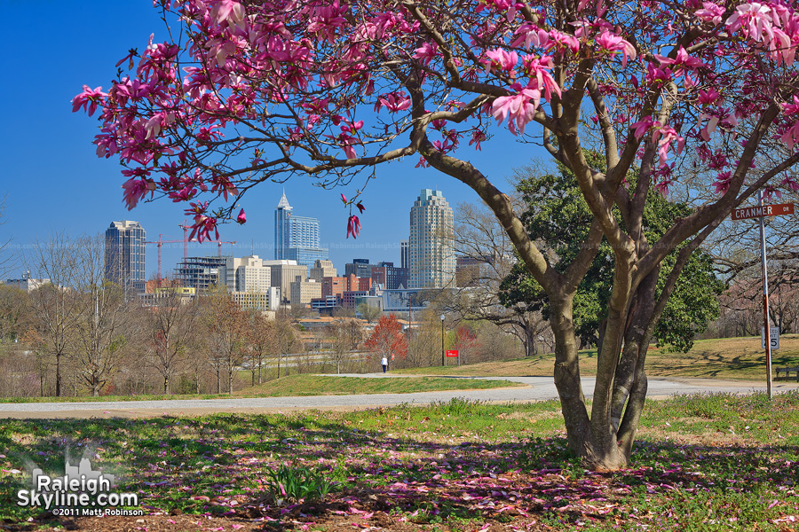 Spring blooms frame the Raleigh skyline