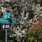 Bradford Pear blooms at Person and Lane Street