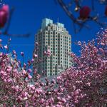 Saucer Magnolias surround Two Hanover Square