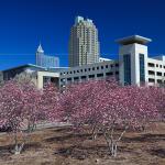 Saucer Magnolias with the Raleigh skyline and convention center