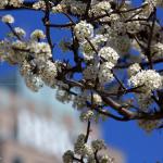 Bradford Pear bloom