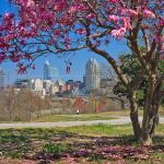 Spring blooms frame the Raleigh skyline