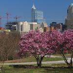 Pink tree blooms and downtown Raleigh