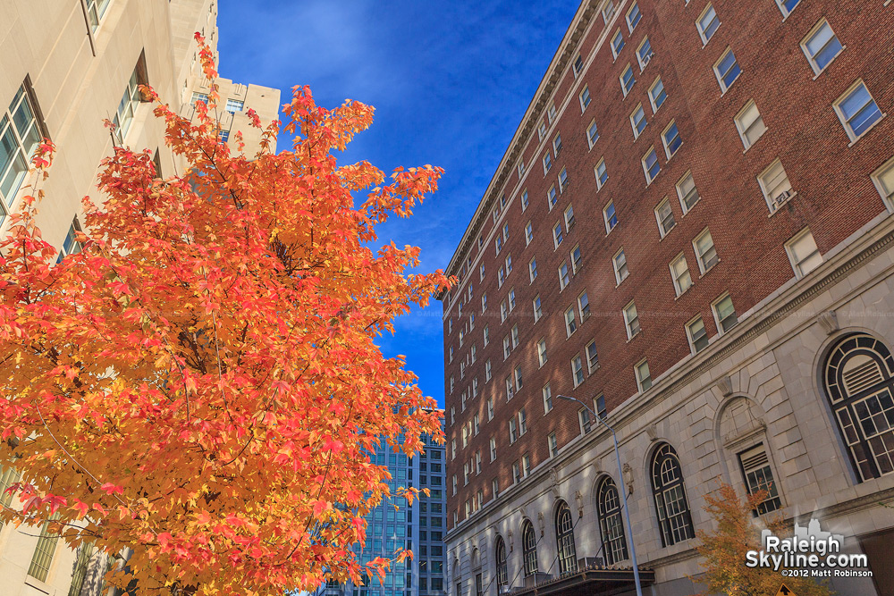 Orange leaves on Davie Street, Downtown