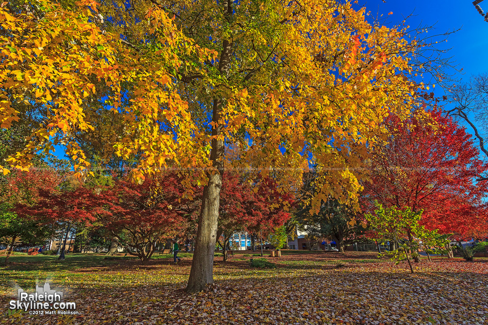 Autumn Colors in Raleigh's Nash Square